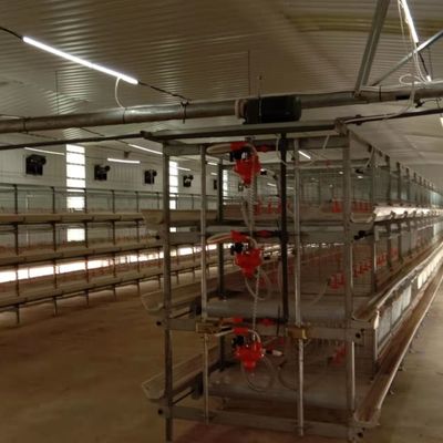 سیستم تغذیه اتوماتیک مرغ مرغ راه حل ایده آل برای مزارع مرغ