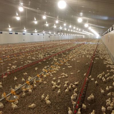 سیستم کف گوشت مرغ با مقاومت در برابر خوردگی / مواد پلاستیکی