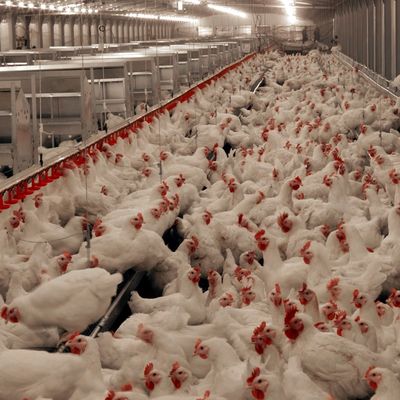 سیستم کف گوشت مرغ با مقاومت در برابر خوردگی / مواد پلاستیکی