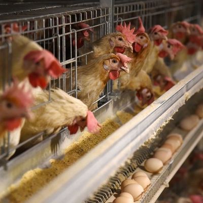 جعبه مرغ گالوانیزه 3 طبقه با تغذیه اتوماتیک